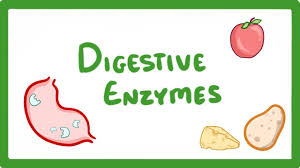 Digestive Enzymes Market
